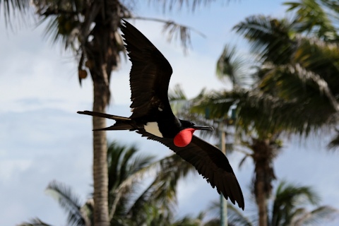 Christmas Island Frigatebird (Fregata andrewsi)
